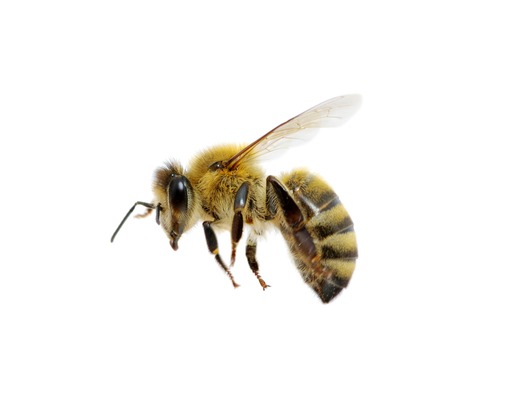 Les abeilles sauvages : qui sont-elles ?