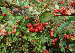 arbuste cotoneaster