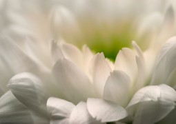 Chrysanthème blanche