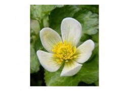 caltha-palustris-alba