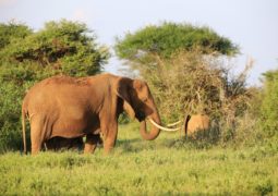 éléphants au Kenya